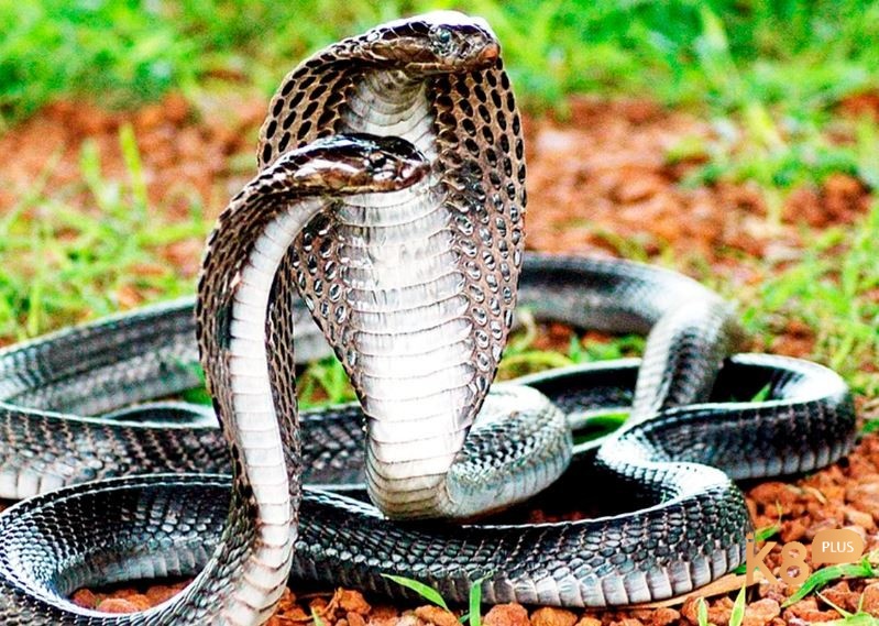 Giấc mơ thấy rắn hổ mang là điềm báo bạn sắp phải đối mặt với một đối thủ đáng gờm