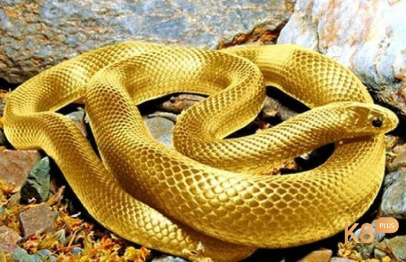 Giải mã giấc mơ về rắn mang đến cho bạn nhiều con số may mắn mỗi ngày